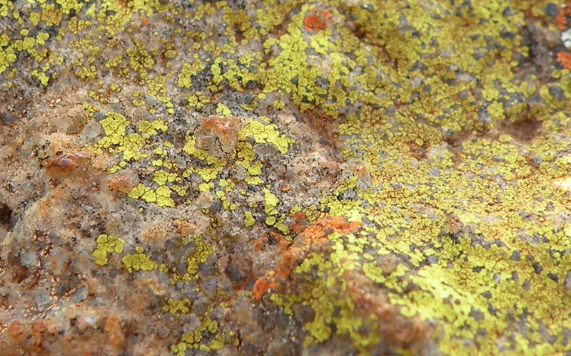 Lichen Trail in Sud Africa